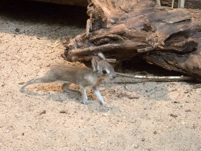 Zwergmara-Jungtier am 27. Juli 2018 im Südamerikahaus im Wuppertaler Zoo