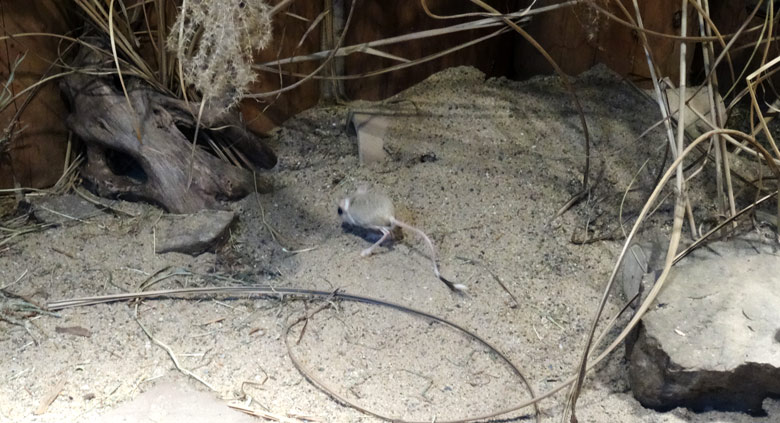 Kleine Wüstenspringmaus am 15. Februar 2017 im Wuppertaler Zoo
