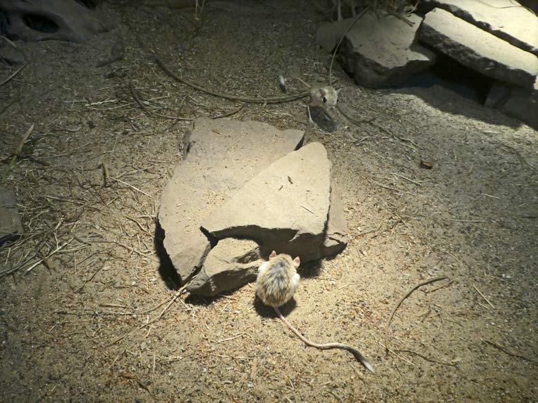 Zwei Kleine Wüstenspringmäuse am 30. Juli 2017 im Okapihaus im Wuppertaler Zoo