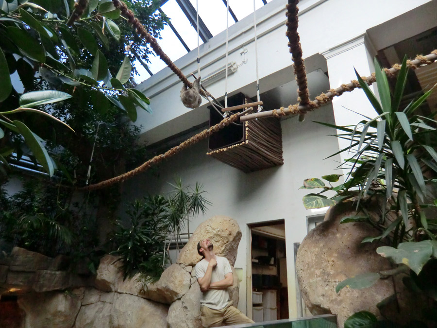 Zweifingerfaultier Sarita im Zoologischen Garten Wuppertal am 27. Juli 2013