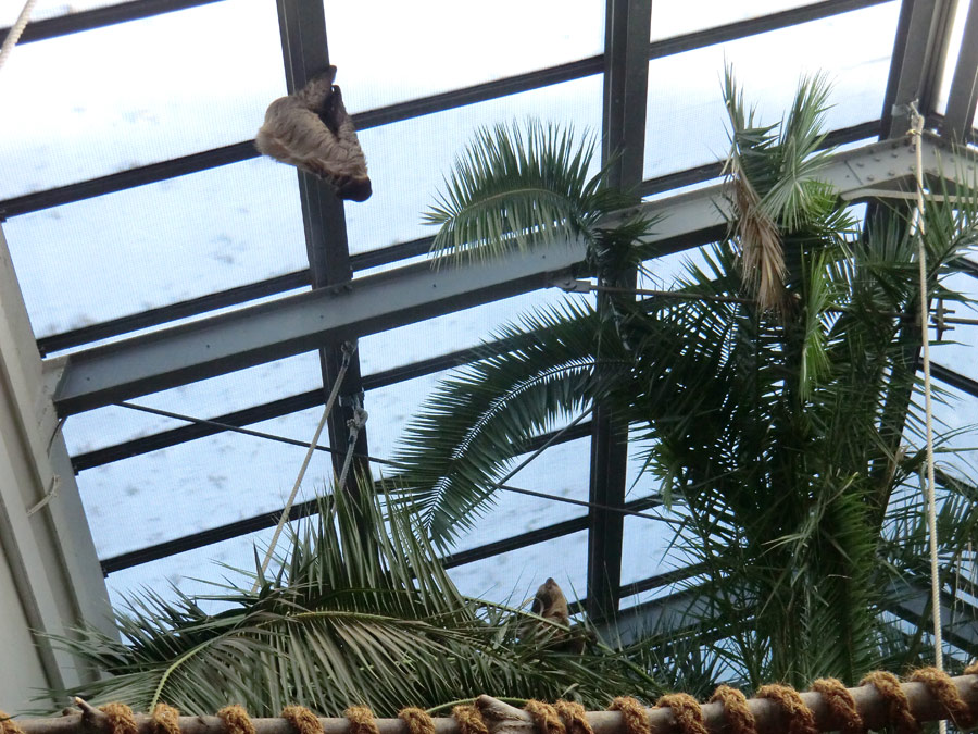 Zweifingerfaultiere CLYDE und SARITA im Zoo Wuppertal am 27. Juli 2013