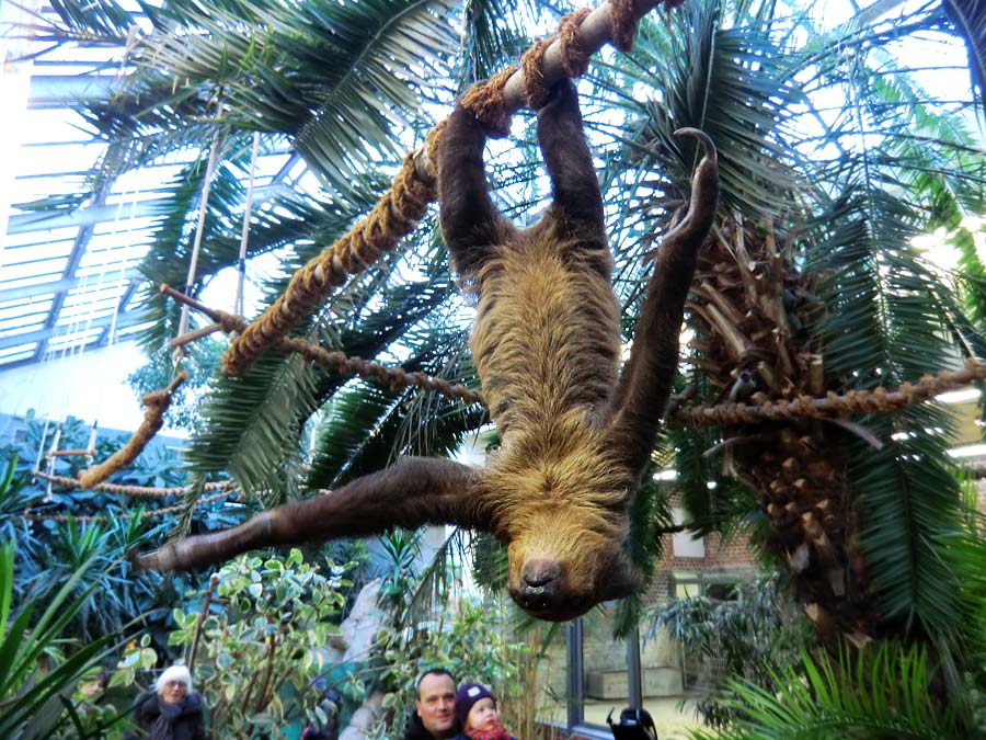 Zweifingerfaultier im Zoologischen Garten Wuppertal im Januar 2014