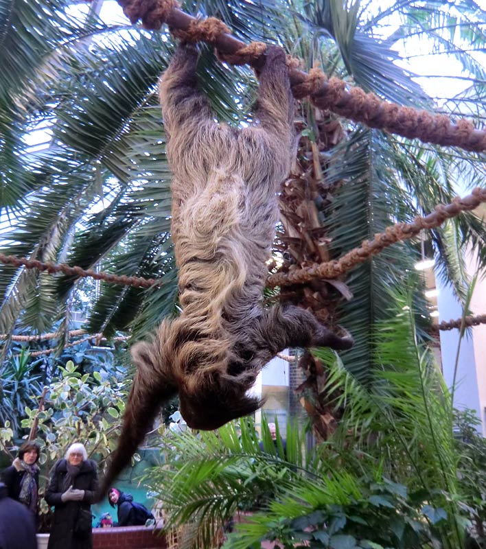 Zweifingerfaultier im Wuppertaler Zoo im Januar 2014
