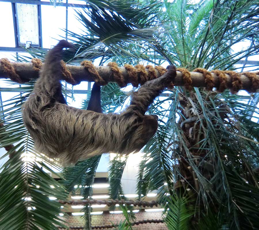 Zweifingerfaultier im Zoo Wuppertal im Januar 2014