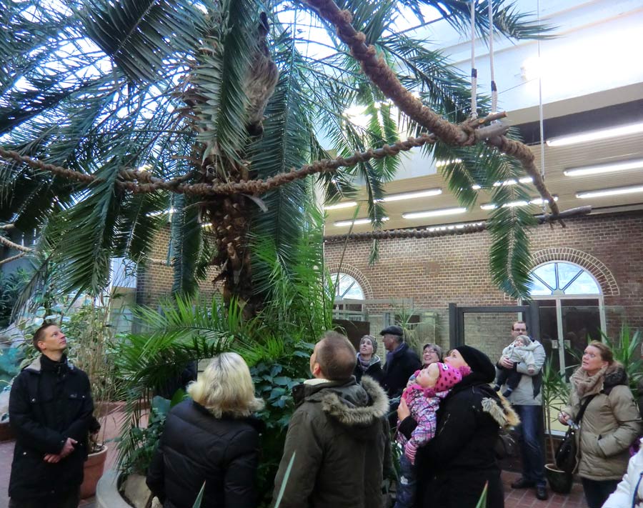 Zweifingerfaultier im Zoo Wuppertal im Januar 2014
