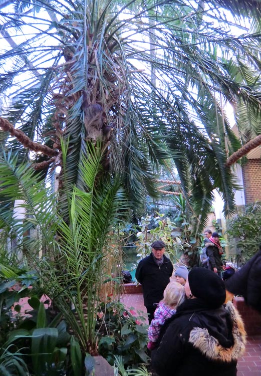 Zweifingerfaultier im Wuppertaler Zoo im Januar 2014