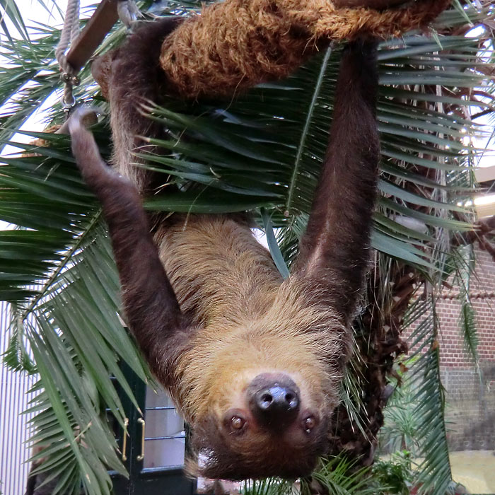 Zweifingerfaultier Clyde im Wuppertaler Zoo im Februar 2014