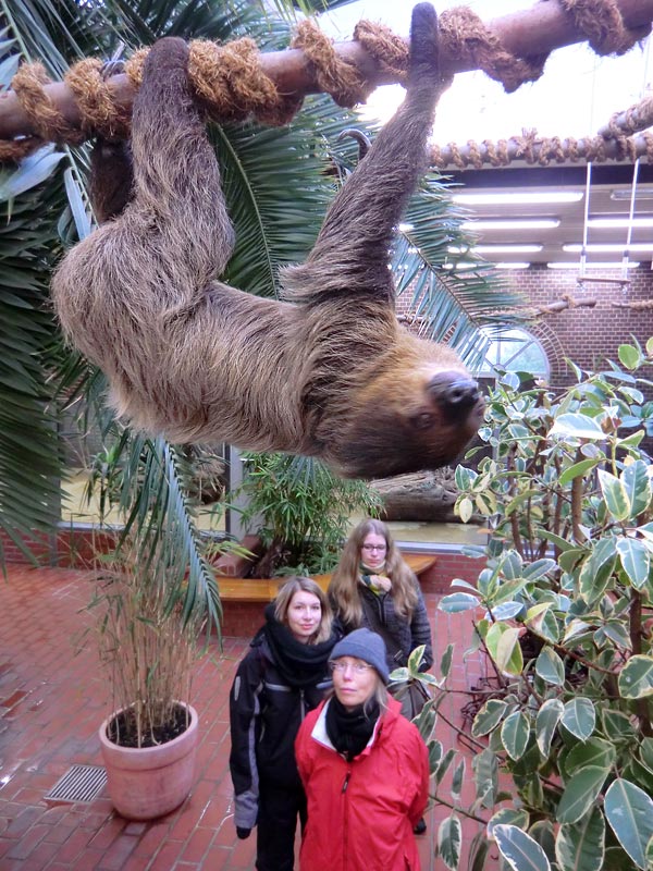 Zweifingerfaultier Clyde im Zoologischen Garten Wuppertal im Februar 2014