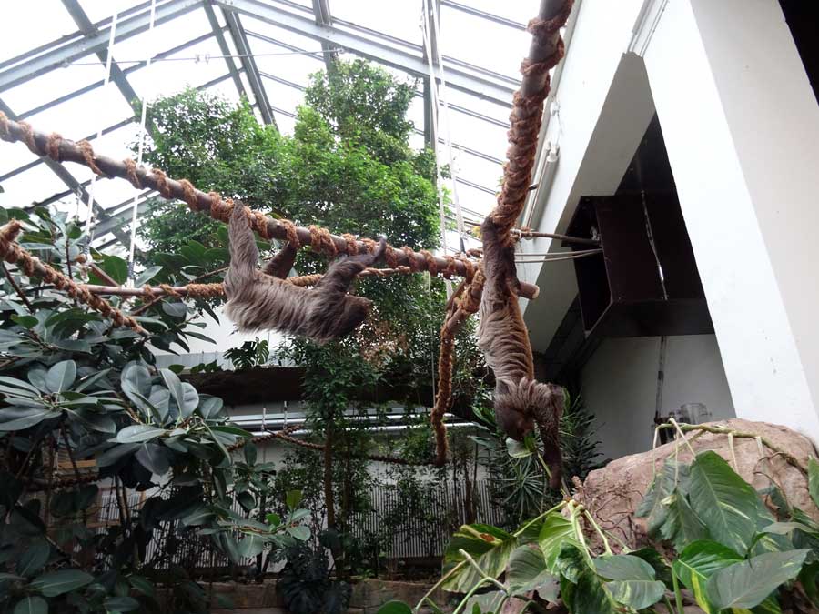 Zweifingerfaultiere im Wuppertaler Zoo im Mai 2015