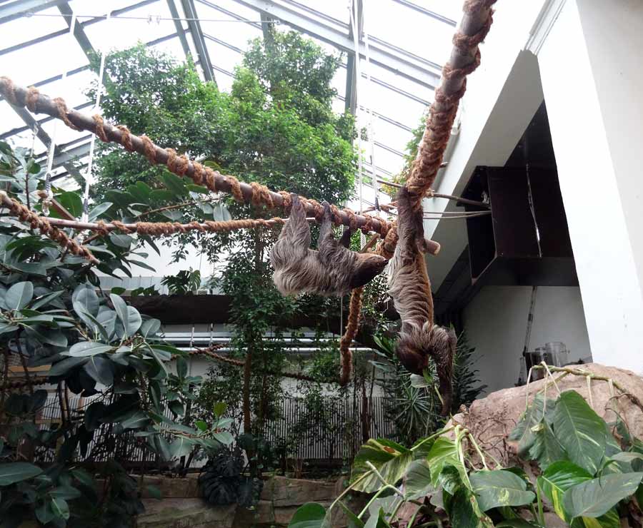 Zweifingerfaultiere im Zoo Wuppertal im Mai 2015