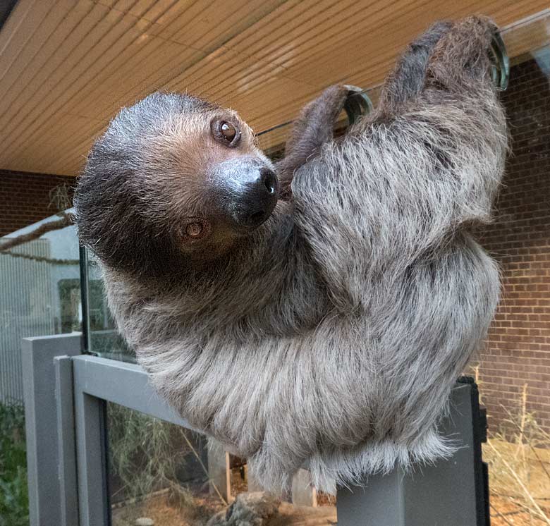 Zweifingerfaultier Männchen CLYDE am 16. Dezember 2017 im Südamerikahaus im Wuppertaler Zoo