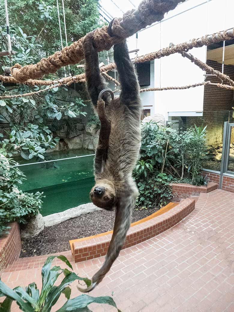 Zweifingerfaultier SARITA am 15. Januar 2020 im Südamerika-Haus im Zoologischen Garten der Stadt Wuppertal