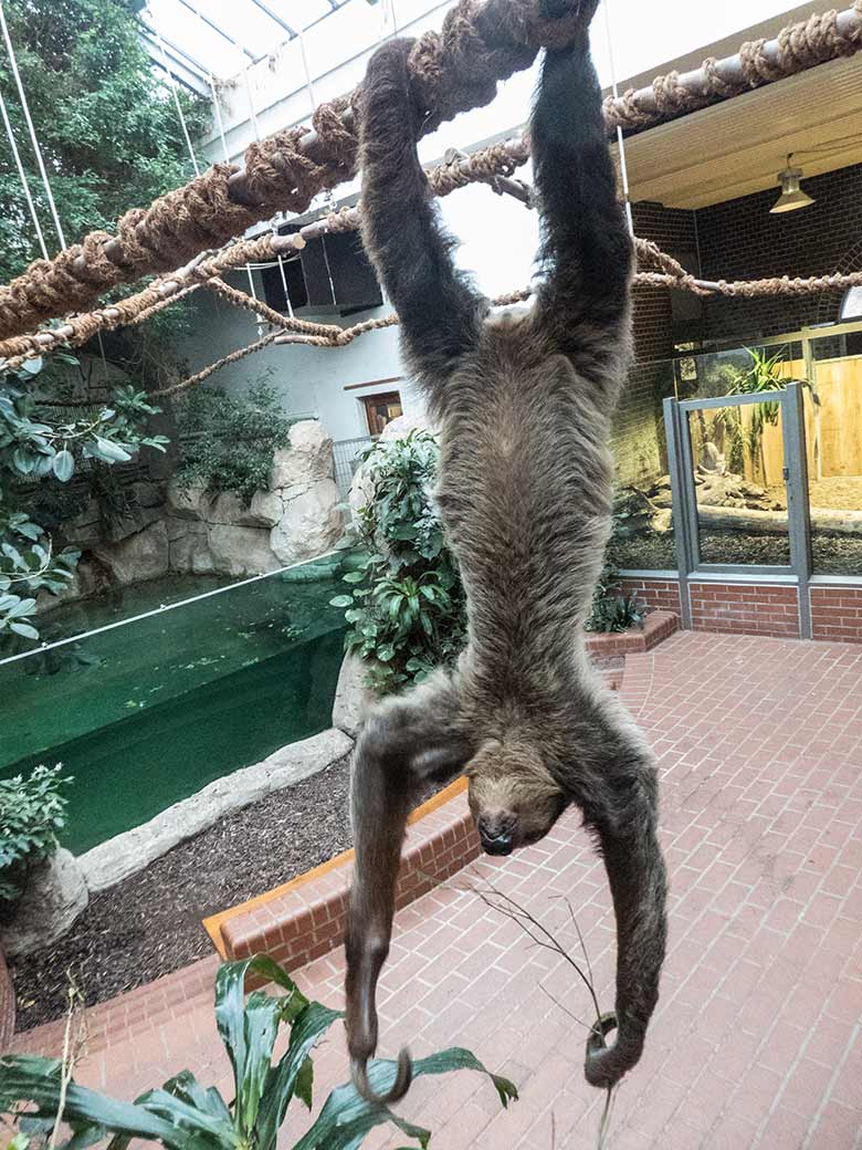 Zweifingerfaultier SARITA am 15. Januar 2020 im Südamerika-Haus im Grünen Zoo Wuppertal