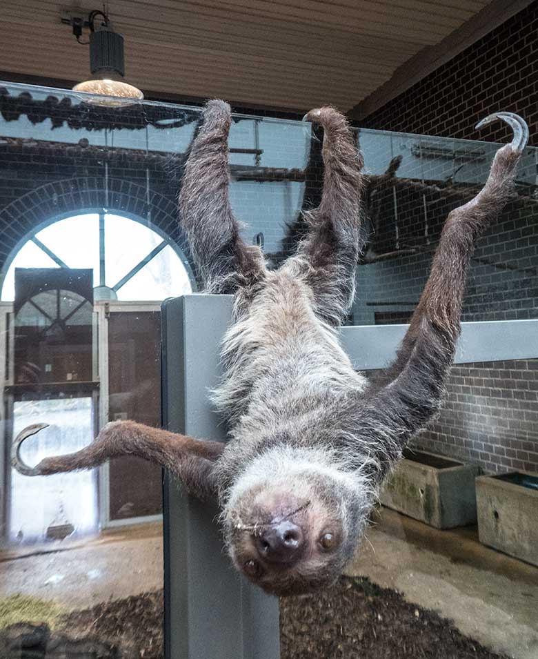 Zweifingerfaultier SARITA am 13. März 2020 im Südamerika-Haus im Zoologischen Garten Wuppertal