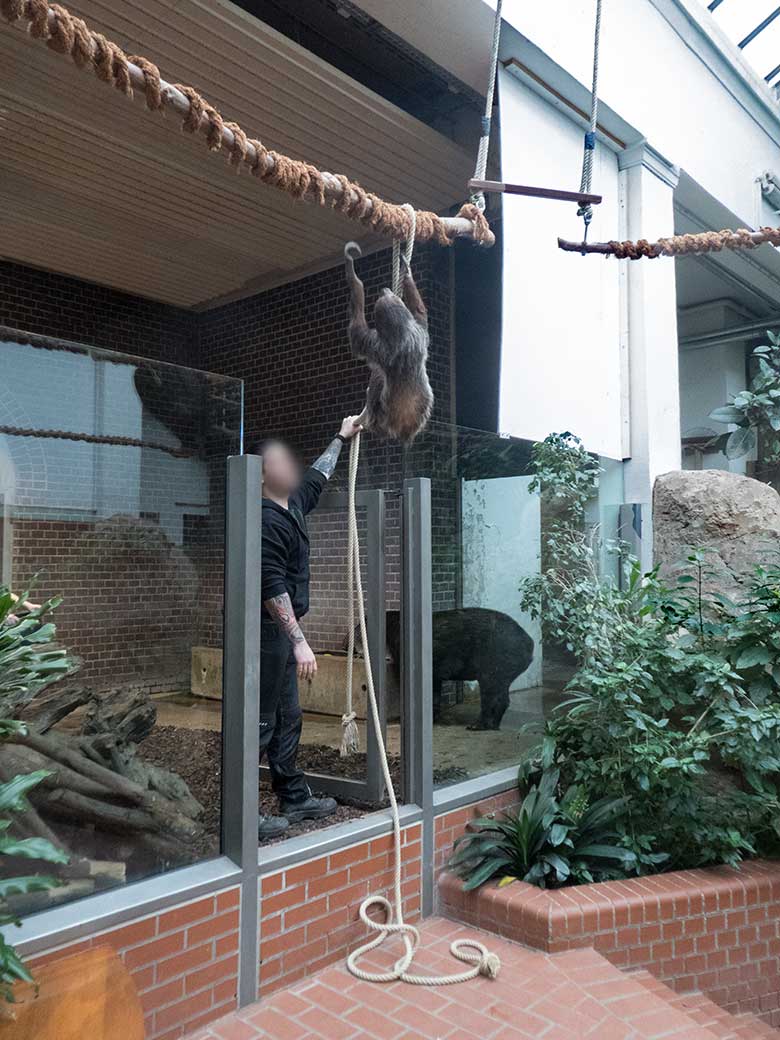 Zweifingerfaultier SARITA am 13. März 2020 im Südamerika-Haus im Wuppertaler Zoo
