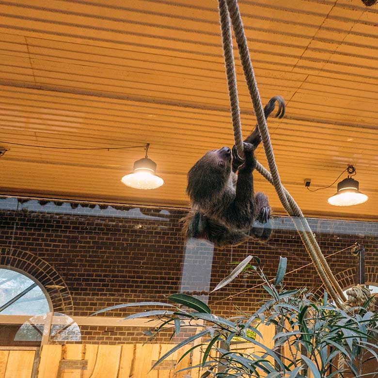 Weibliches Zweifingerfaultier SARITA am 15. Februar 2022 auf dem Rückweg am zusätzlich gespannten Hilfs-Seil im Südamerika-Haus im Grünen Zoo Wuppertal
