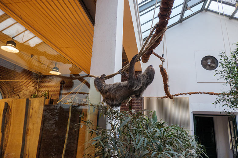 Zweifingerfaultier SARITA am 15. Februar 2022 auf dem Rückweg am zusätzlich gespannten Hilfs-Seil im Südamerika-Haus im Grünen Zoo Wuppertal