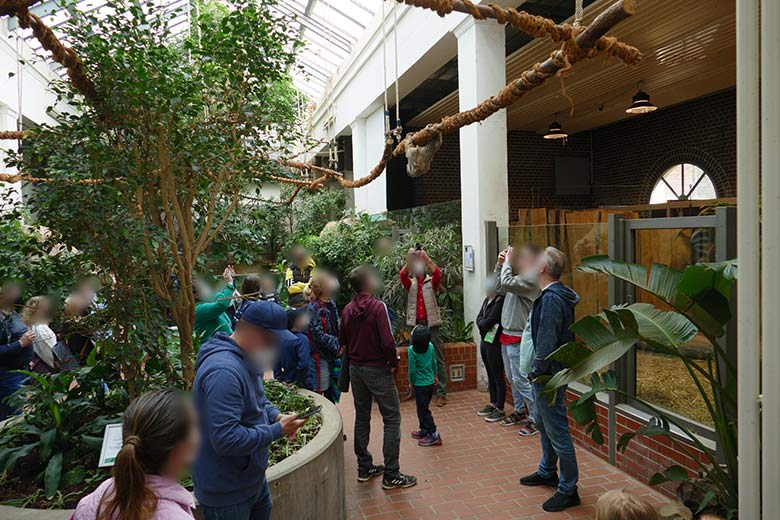 Männliches Zweifingerfaultier CLYDE am 26. März 2022 im Südamerika-Haus im Grünen Zoo Wuppertal