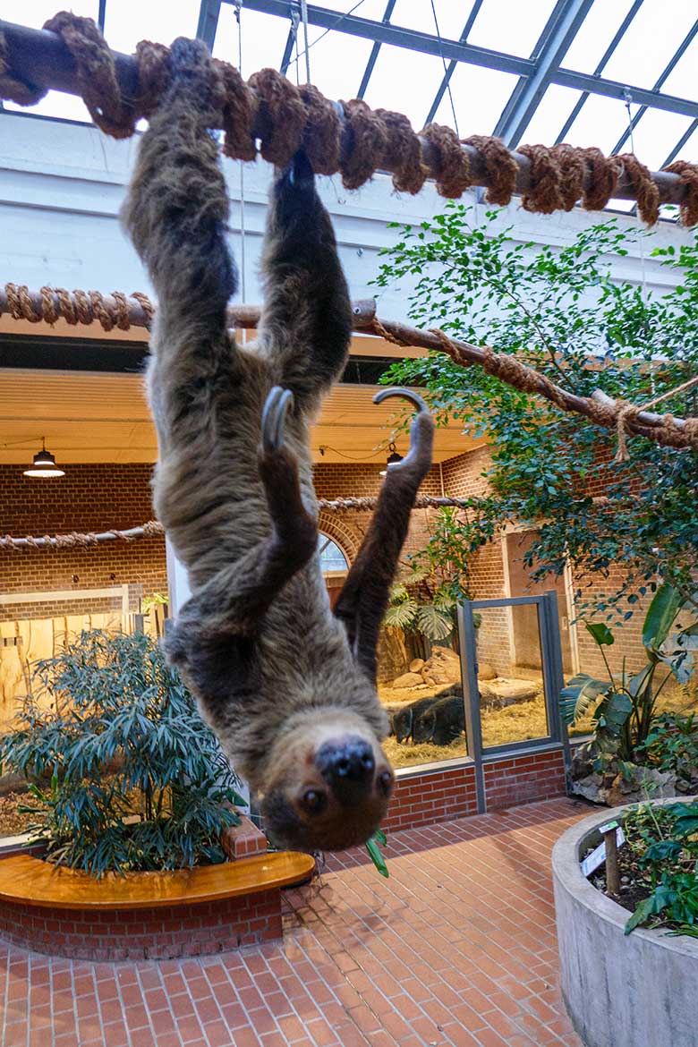 Zweifingerfaultier am 9. Januar 2023 im Südamerika-Haus im Wuppertaler Zoo