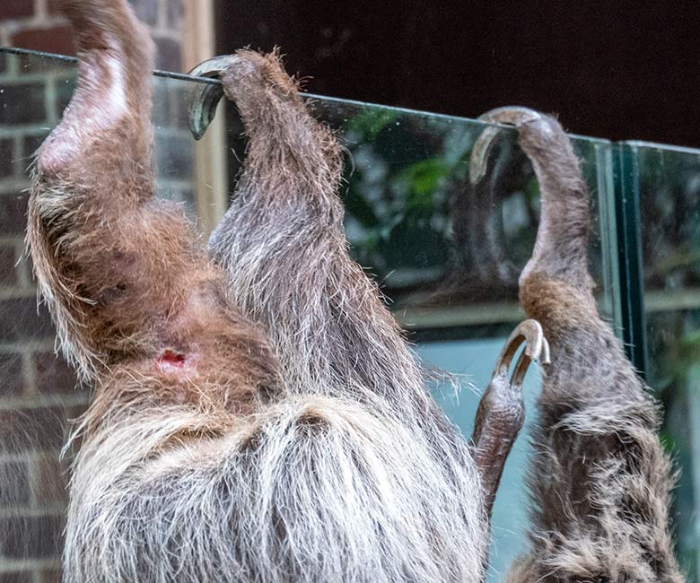 Offene Wunde am Hinterbein des weiblichen Zweifingerfaultiers SARITA am 28. Februar 2023 im Südamerika-Haus im Zoologischen Garten der Stadt Wuppertal