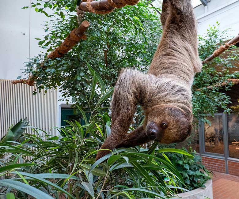 Männliches Zweifingerfaultier FLESH am 25. September 2023 im Südamerika-Haus im Grünen Zoo Wuppertal