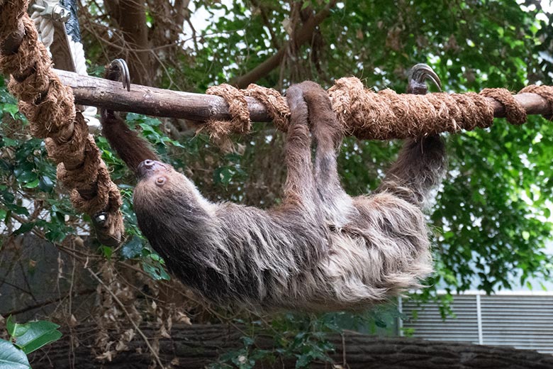 Weibliches Zweifingerfaultier SARITA am 4. August 2024 im Südamerika-Haus im Grünen Zoo Wuppertal