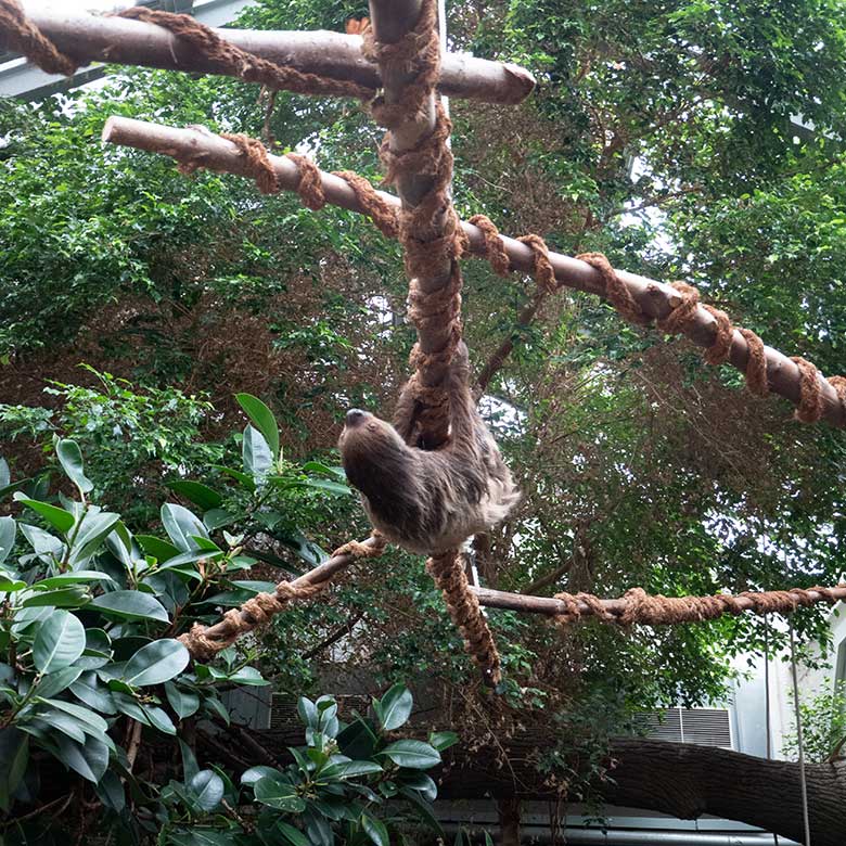 Weibliches Zweifingerfaultier SARITA am 4. August 2024 im Südamerika-Haus im Zoologischen Garten Wuppertal