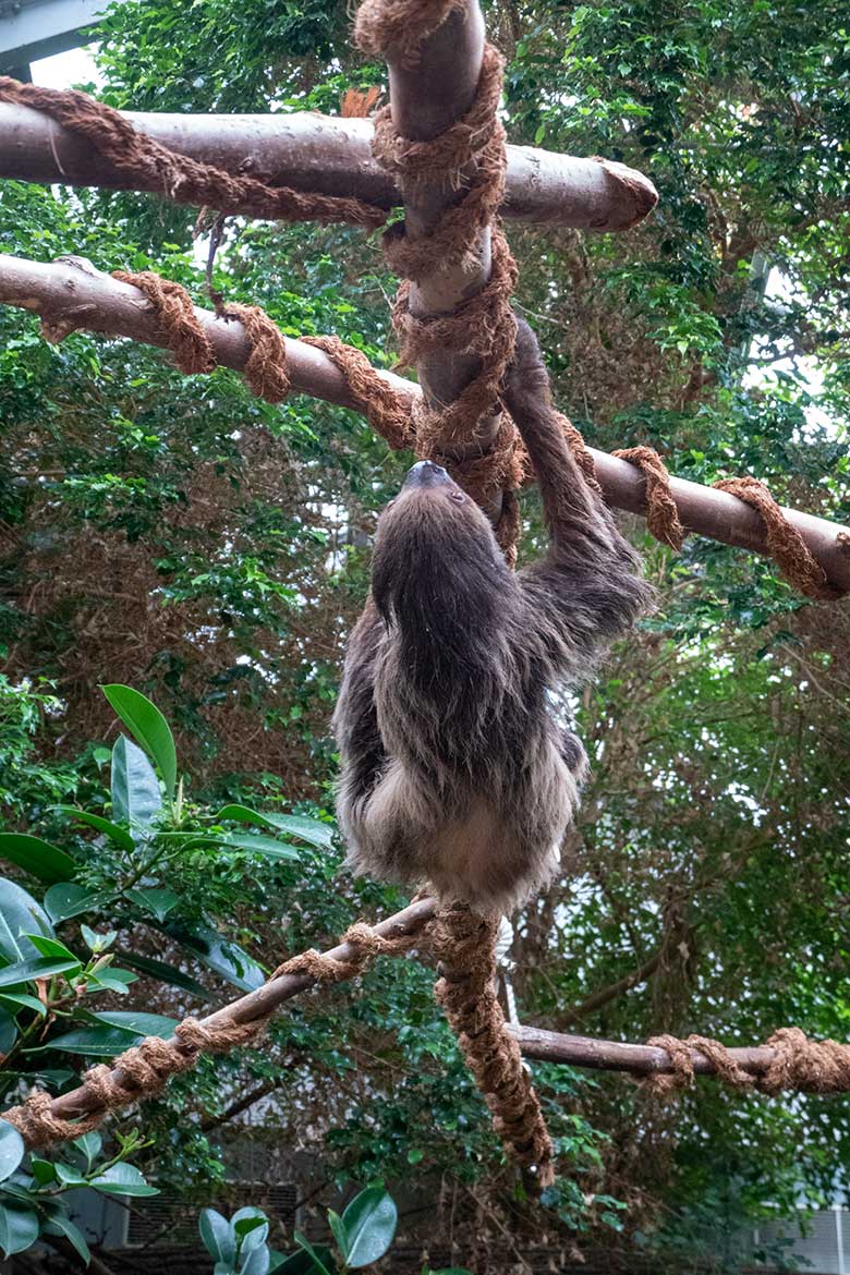 Weibliches Zweifingerfaultier SARITA am 4. August 2024 im Südamerika-Haus im Wuppertaler Zoo