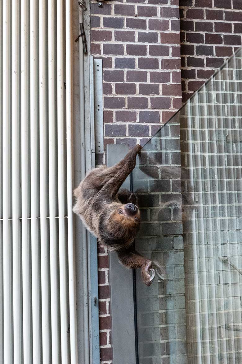 Männliches Zweifingerfaultier FLESH am 17. September 2024 im Südamerika-Haus im Grünen Zoo Wuppertal