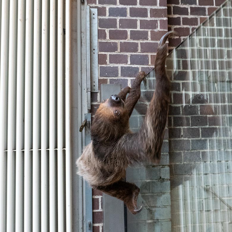 Männliches Zweifingerfaultier FLESH am 17. September 2024 im Südamerika-Haus im Zoologischen Garten Wuppertal