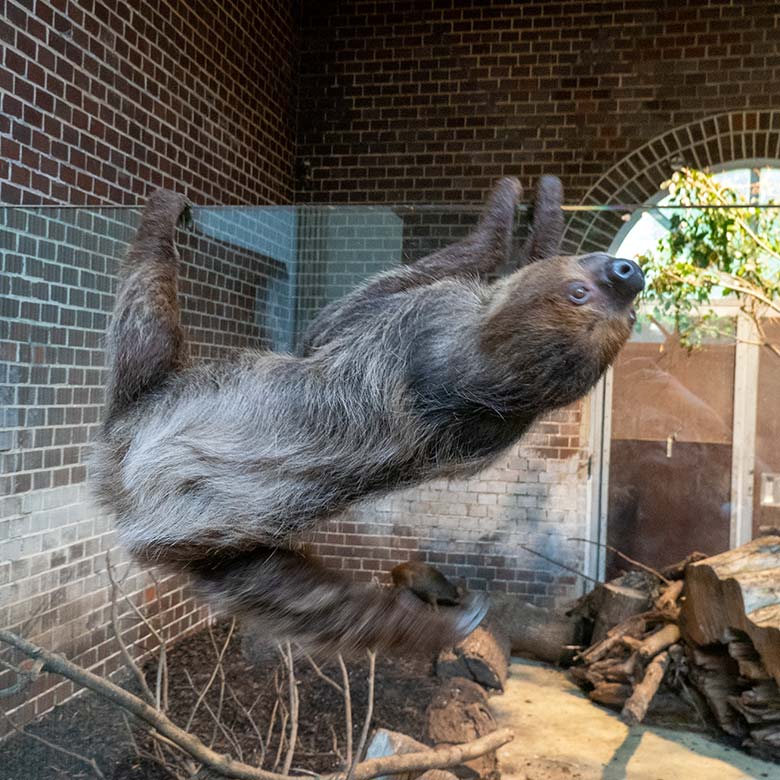 Männliches Zweifingerfaultier FLESH am 17. September 2024 im Südamerika-Haus im Grünen Zoo Wuppertal