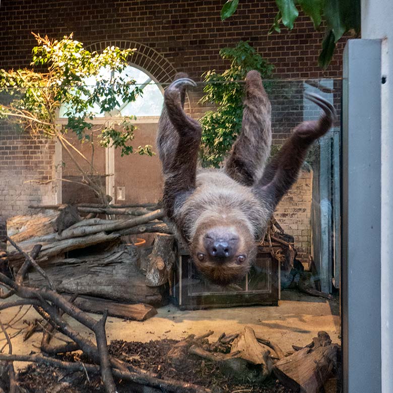 Männliches Zweifingerfaultier FLESH am 17. September 2024 im Südamerika-Haus im Zoologischen Garten der Stadt Wuppertal