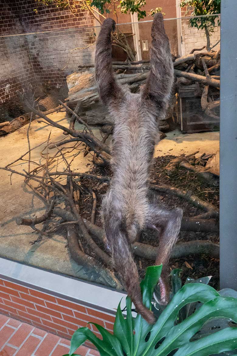 Männliches Zweifingerfaultier FLESH am 17. September 2024 im Südamerika-Haus im Zoo Wuppertal