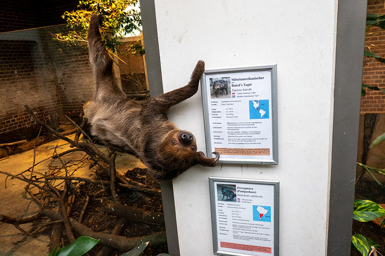 Männliches Zweifingerfaultier FLESH am 17. September 2024 im Südamerika-Haus im Wuppertaler Zoo