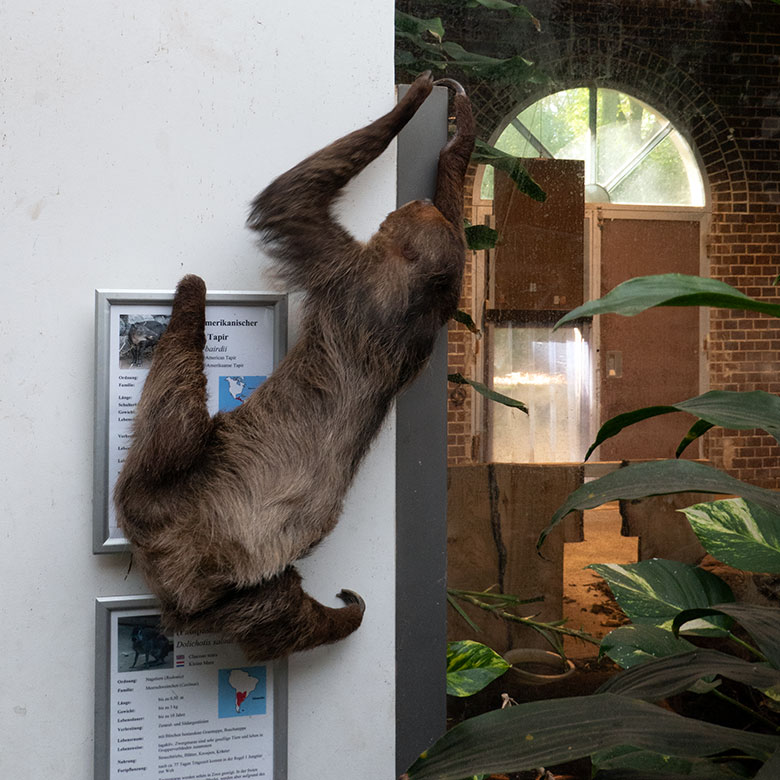 Männliches Zweifingerfaultier FLESH am 17. September 2024 im Südamerika-Haus im Zoologischen Garten Wuppertal