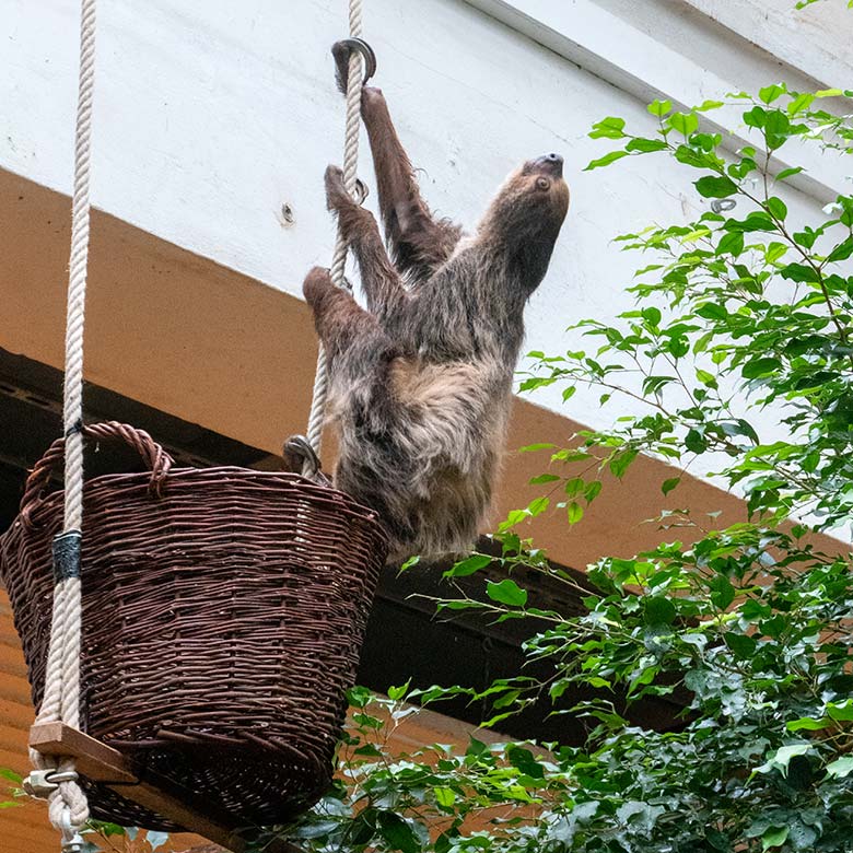 Weibliches Zweifingerfaultier SARITA am 25. September 2024 im Südamerika-Haus im Zoologischen Garten Wuppertal