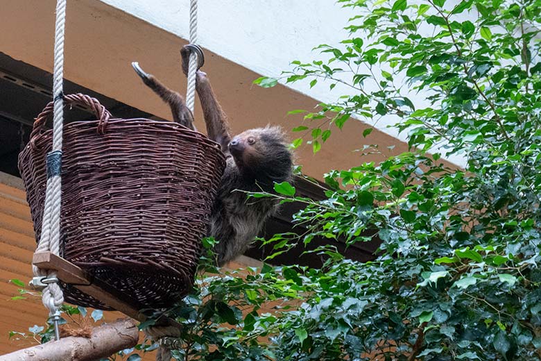 Weibliches Zweifingerfaultier SARITA am 25. September 2024 im Südamerika-Haus im Zoo Wuppertal