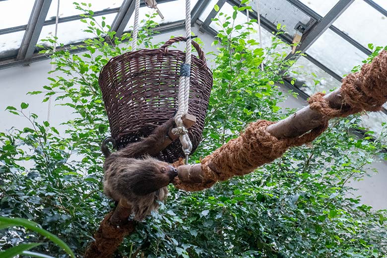 Weibliches Zweifingerfaultier SARITA am 25. September 2024 im Südamerika-Haus im Wuppertaler Zoo