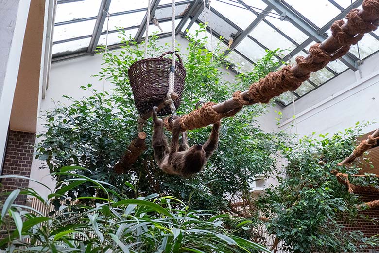 Weibliches Zweifingerfaultier SARITA am 25. September 2024 im Südamerika-Haus im Grünen Zoo Wuppertal