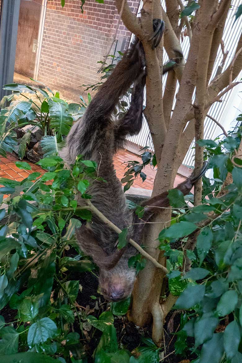 Weibliches Zweifingerfaultier SARITA am 28. Oktober 2024 im Südamerika-Haus im Zoologischen Garten der Stadt Wuppertal