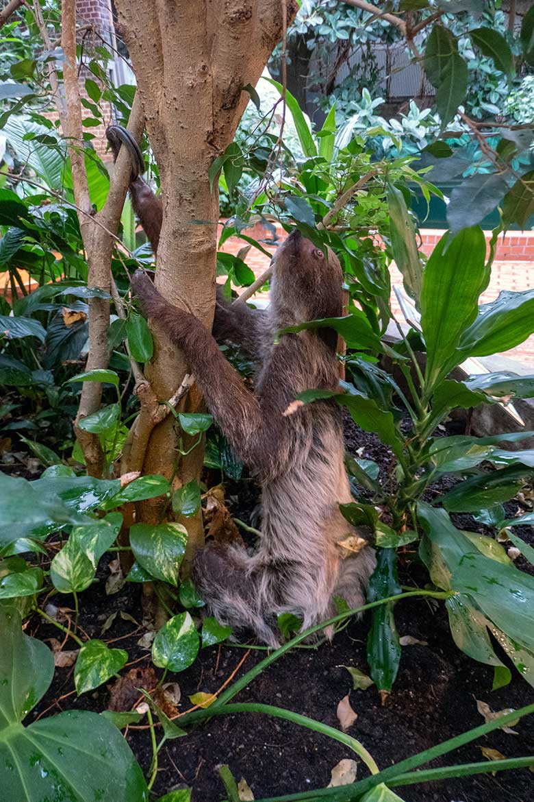 Weibliches Zweifingerfaultier SARITA am 28. Oktober 2024 im Südamerika-Haus im Wuppertaler Zoo