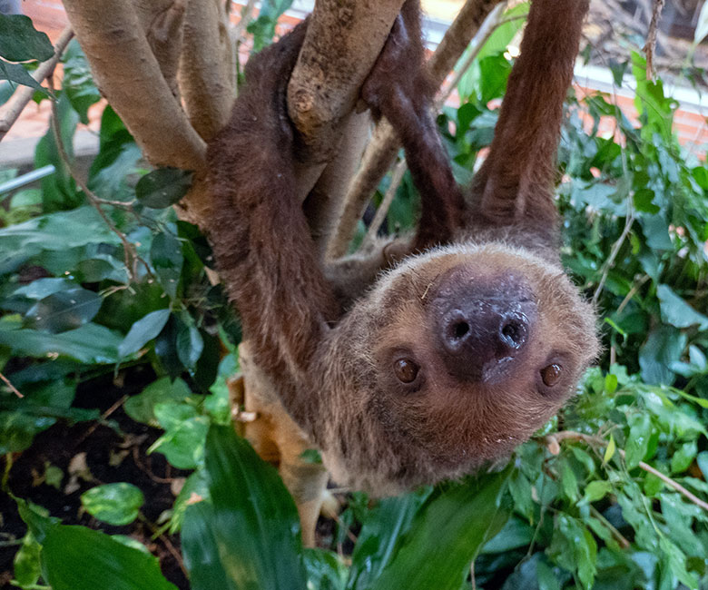 Weibliches Zweifingerfaultier SARITA am 28. Oktober 2024 im Südamerika-Haus im Zoologischen Garten Wuppertal