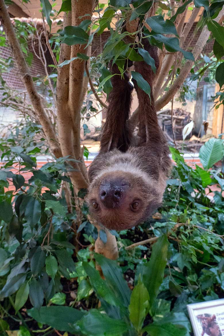 Weibliches Zweifingerfaultier SARITA am 28. Oktober 2024 im Südamerika-Haus im Wuppertaler Zoo