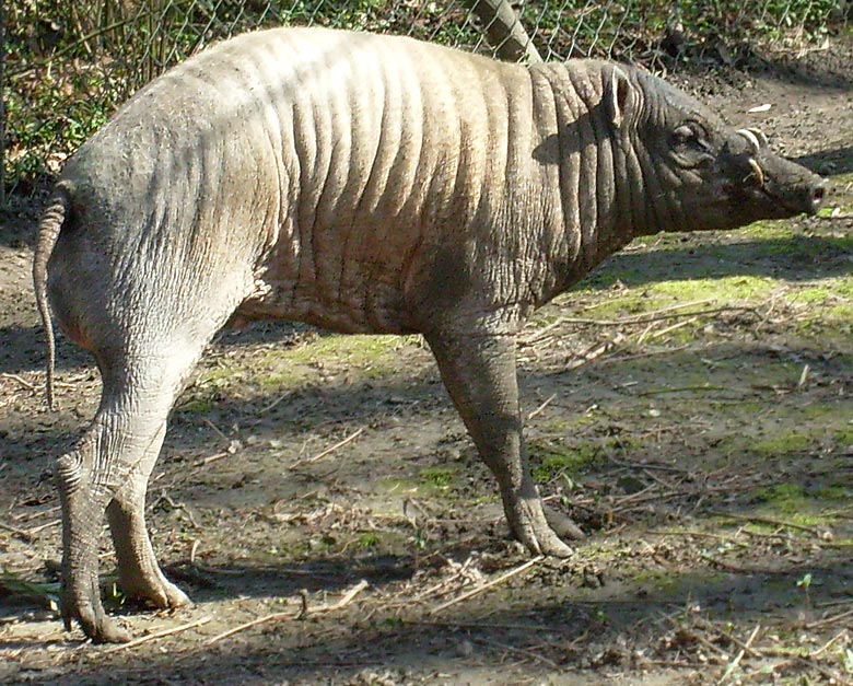 Hirscheber im Zoo Wuppertal im April 2010