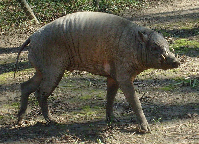 Hirscheber im Wuppertaler Zoo im April 2010