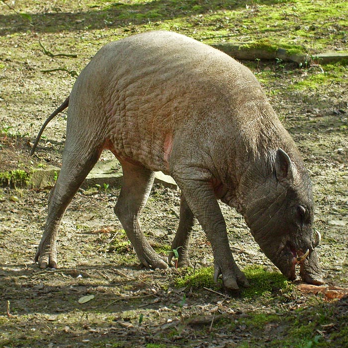 Hirscheber im Wuppertaler Zoo im April 2010