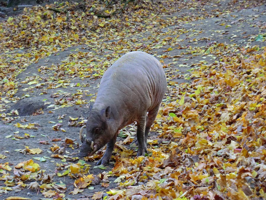Hirscheber im Zoologischen Garten Wuppertal im Oktober 2012