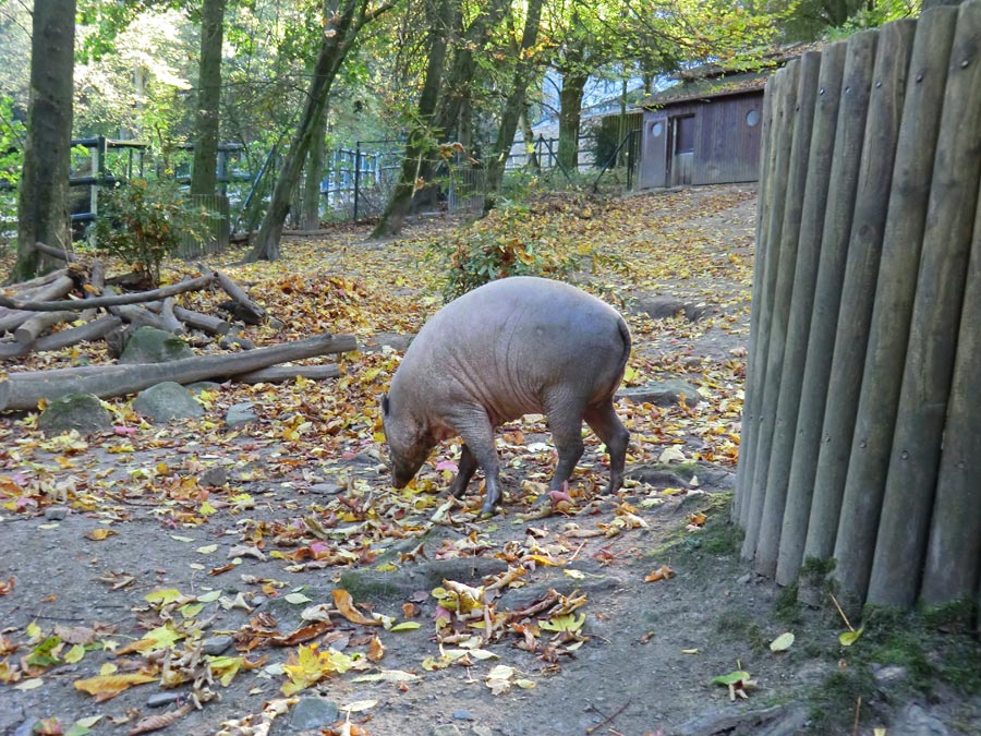 Hirscheber im Zoo Wuppertal im Oktober 2012