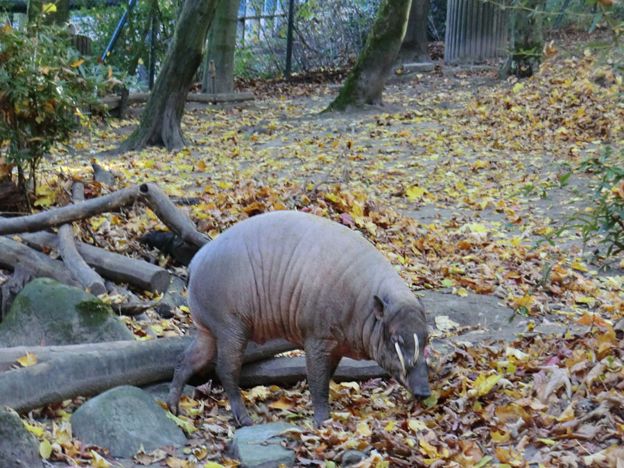 Hirscheber im Wuppertaler Zoo im Oktober 2012