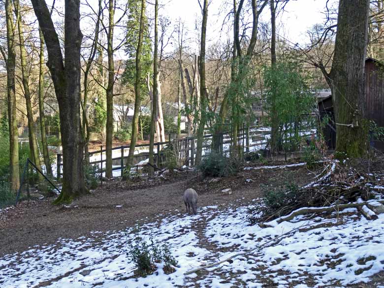 Hirscheber-Weibchen am 28. Januar 2017 im Grünen Zoo Wuppertal